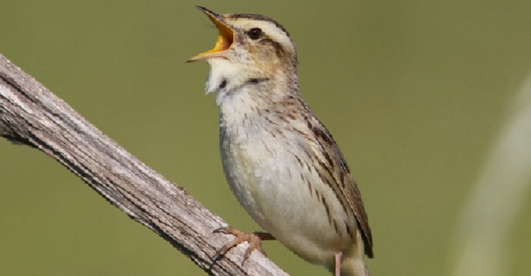 Aquatic Warbler MoU